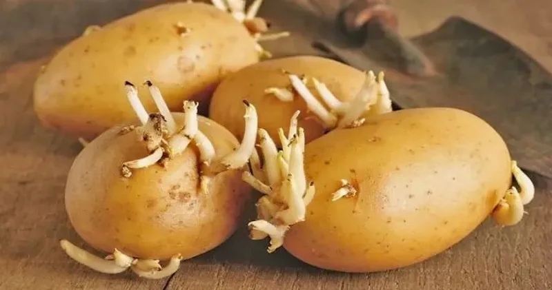 Filizlenmiş patatesin infaz kararı: Ne zaman tencereye ne zaman çöpe?