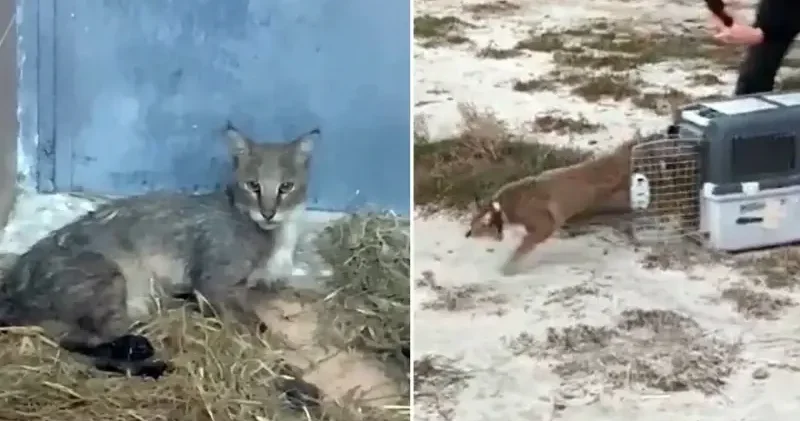 Ağır yaralı bulunan saz kedisi tedavisinin ardından özgürlüğüne kavuştu Aydın Haberleri