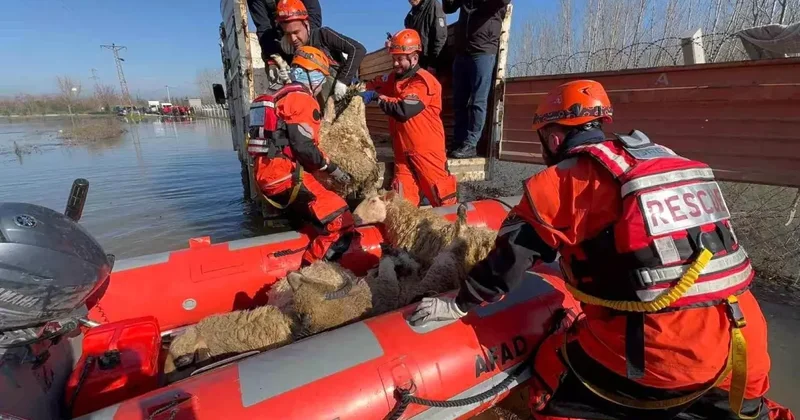 Edirne de Taşkın: Hayvanlar Kurtarıldı