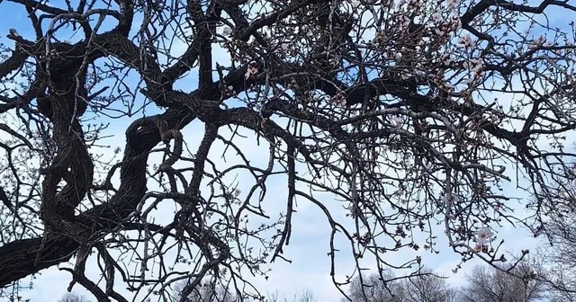 Ergani de badem ağaçları erken çiçek açtı Diyarbakır Haberleri