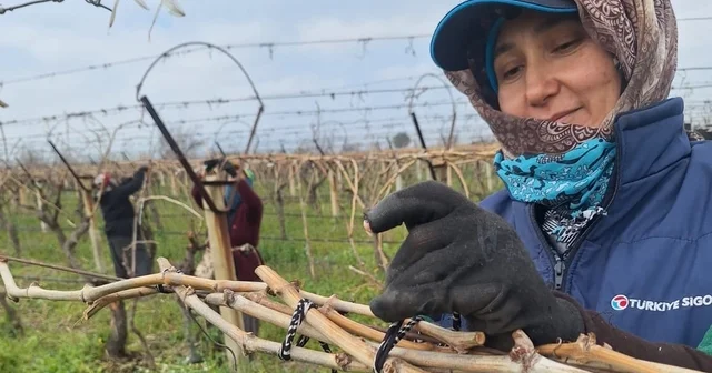 Sarıgöl Ovası ndaki bağlarda hummalı çalışma Manisa Haberleri