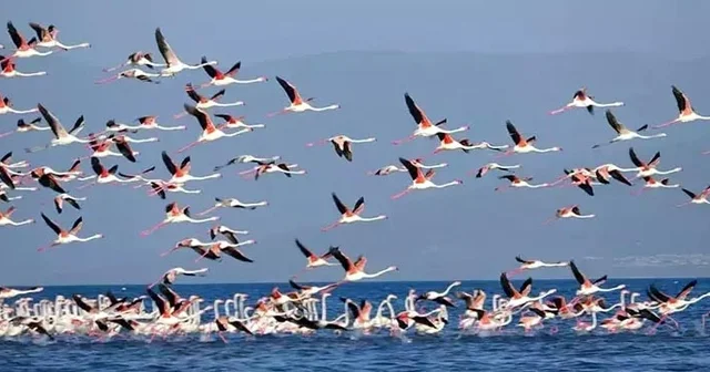 Flamingoların konaklandığı Van Gölü nde geri çekilme ile birlikte adacıklar oluştu Van Haberleri