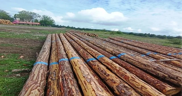 Samsun da orman üretiminden 1,7 milyar TL katkı Samsun Haberleri