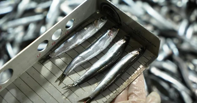 Avcılık denetimlerinde ceza yağdı: 2,6 milyon TL yi aştı Samsun Haberleri