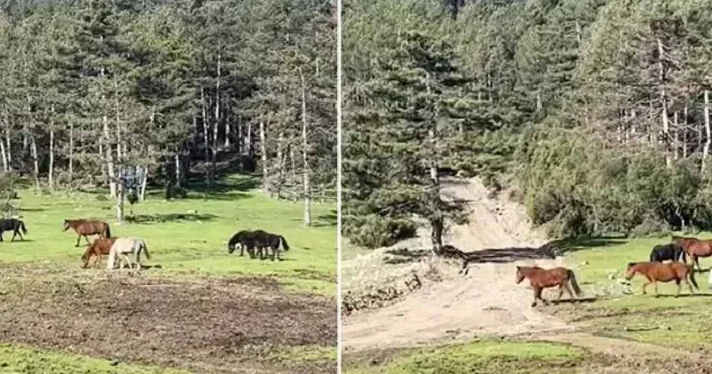 Yaylada gezerken görüntülendiler: Devriye görevindeki ekipler çekti