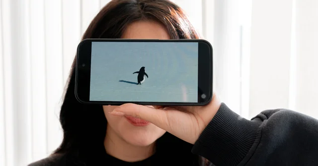 Nihilist penguen e kendi yalnızlığımızı yükledik Antalya Haberleri