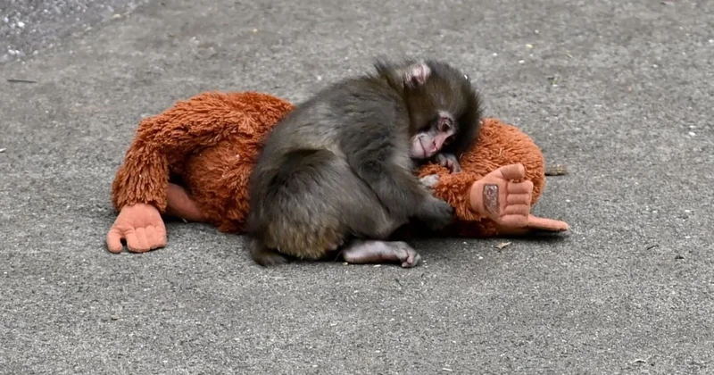 Yok satan bebek maymun Punch ın oyuncağının Türkiye fiyatı belli oldu Sözcü Gazetesi