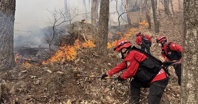 Güney Kore’de 3 gündür devam eden orman yangınında 190 hektarlık alan küle döndü