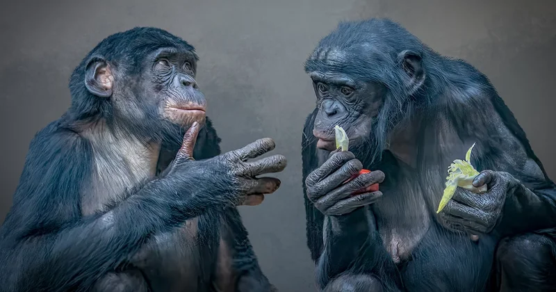 Şempanzeler bu el hareketiyle flört ediyormuş Sözcü Gazetesi