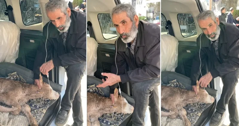 Serum takılan buzağısının başında uzun hava okudu