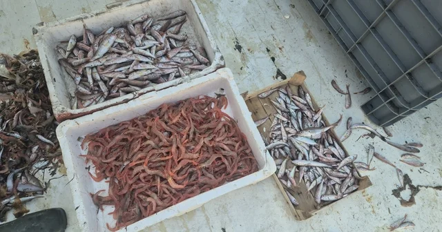 Balıkçılar karides, tekir ve istavritle limana döndü Tekirdağ Haberleri