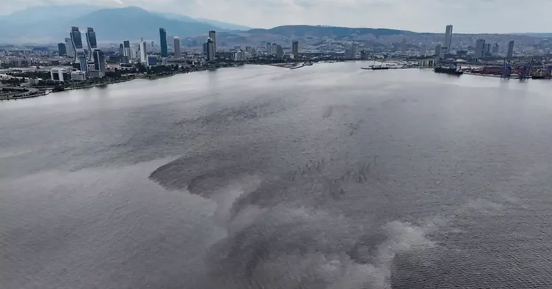 Hepsi İzmir Körfezi nden toplandı! Midyelerde Hepatit virüsü çıktı