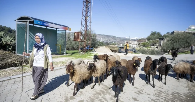 Mersin de 360 yetiştiriciye 9 bin küçükbaş desteği Mersin Haberleri