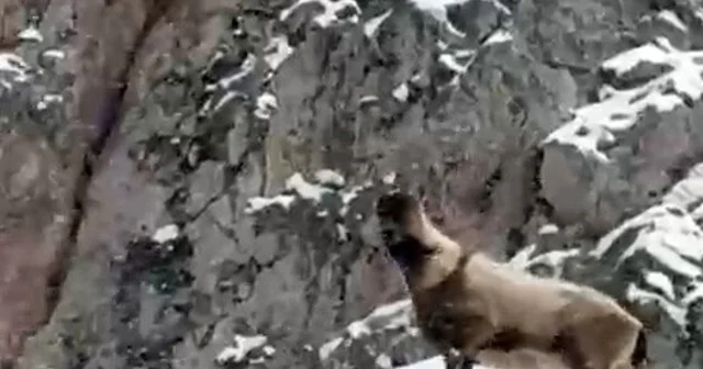 Aladağlar da yaban hayatı görüntülendi Niğde Haberleri