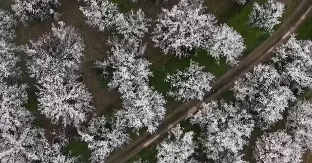 Kayısı başkenti beyaza büründü: Malatya’da bahar kartpostallık görüntüler sund VİDEO İZLE