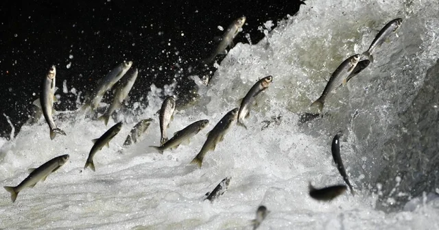 Van Gölü Havzası nın doğusundaki yağış bolluğu tarımı ve inci kefali göçünü olumlu etkileyecek Prof. Dr. Faruk Alaeddinoğlu; 2026 yılındaki yağışlar insanların su ihtiyacını karşılayacak Van Haberleri