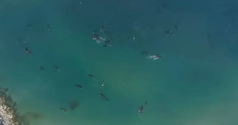 Dünyanın en büyük ağzına sahip hayvanı belli oldu: Bir tekneyi tek hamlede yutabilir Sözcü Gazetesi