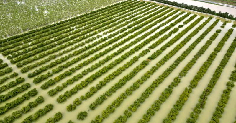 Mersin de sağanak: Tarım arazileri su altında kaldı