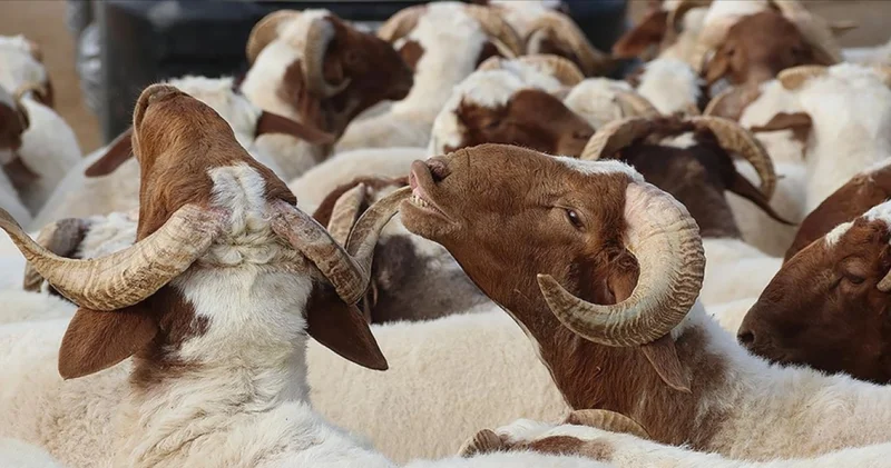 2026 Kurban Bayramı ne zaman, hangi güne denk geliyor, bayram tatili ne kadar sürecek?