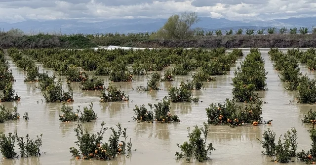 Yağışlar tarım arazilerini vurdu Tarsus ta 8 bin dönüm tarım arazisi bir kez daha sular altında kaldı Mersin Haberleri
