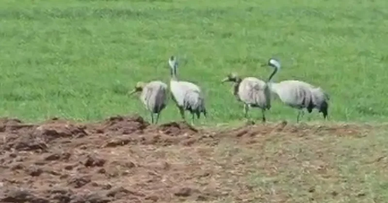 Türkülere konu oluyor: Tunceli’de görüntülendi