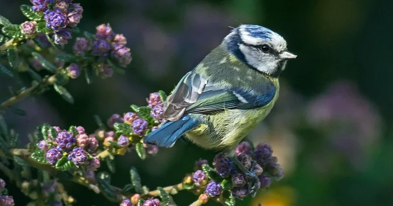 Mavi baştankaralar izmarit peşinde: Nedeni duyanı şaşırtıyor