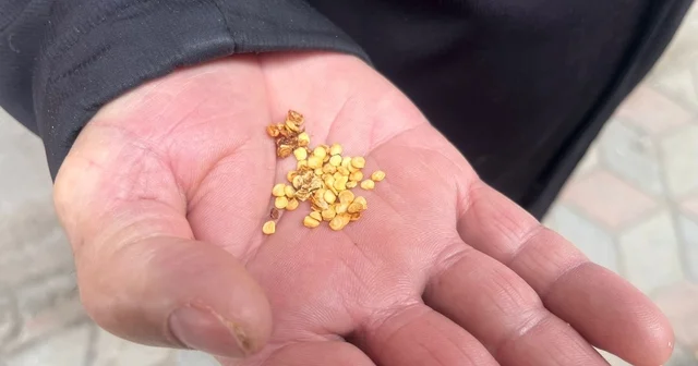 Ata tohumlarla tarımın hafızasını yaşatıyor Yozgat Haberleri