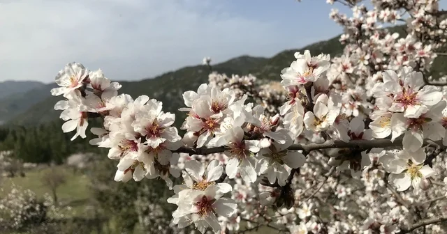 Antalya da badem ağaçları çiçek açtı, doğada renk cümbüşü yaşanıyor Antalya Haberleri
