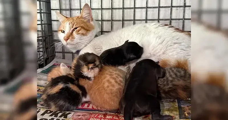 Gebe köpek öldü, yavrulara anne kedi sahip çıktı