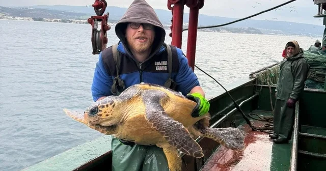 Gelibolu açıklarında ağlara takılan caretta caretta denize geri salındı Çanakkale Haberleri