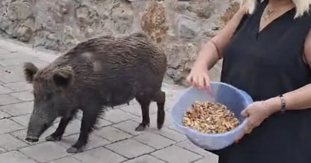 Safiye Soyman kapısına gelen domuzu elleriyle besledi Muğla Haberleri