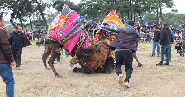 Güreşçi develer, bir yıl sonra sahalara geri döndü Balıkesir Haberleri