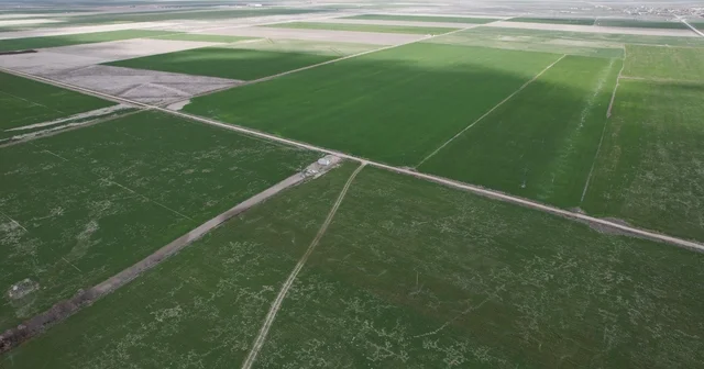 Çiftçilere hububata hastalık gelmeden erken müdahale uyarısı ZMO Konya Şube Başkanı Burak Kırkgöz: Çiftçilerimizin yağış aldığımız dönemlerde sulama yapmamaları gerekiyor Konya Haberleri