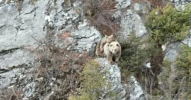 Anne boz ayı sırtındaki yavrusu ile dron kamerasına yakalandı Artvin Haberleri