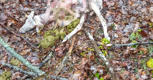 Sürüye kurt saldırdı: 18 koç ve 5 teke telef oldu Tekirdağ Haberleri