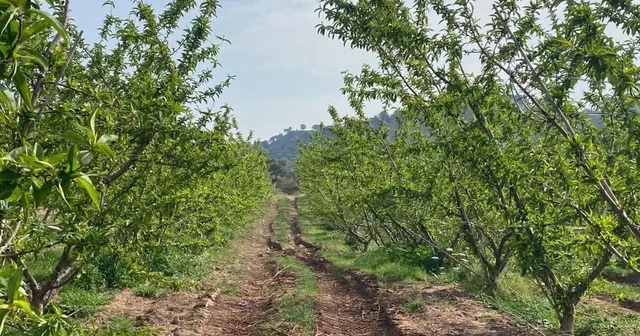 Ağaçlar çiçek açtı, bahçelerde meyve tutumu takibi yapıldı Aydın Haberleri