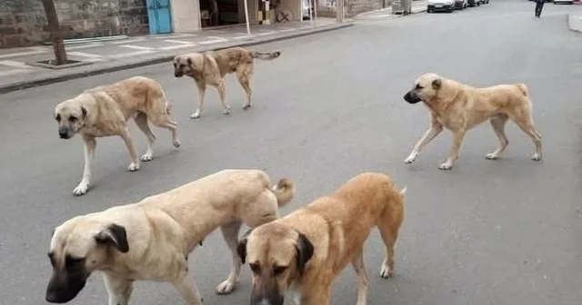 Sahipli hayvanını terk edene 108 bin TL ceza Yozgat Haberleri