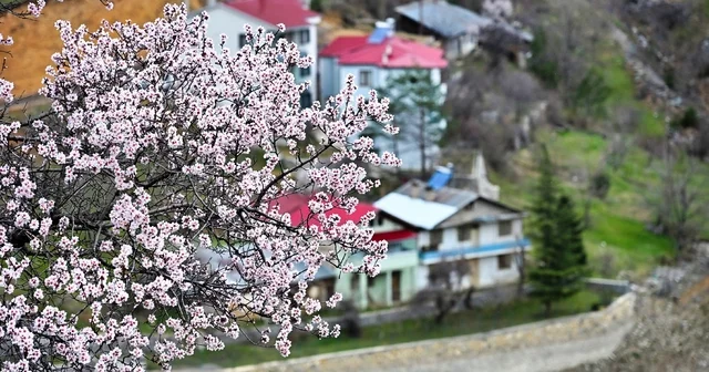 Gümüşhane de baharın renkleri kışın beyazıyla kucaklaştı Zigana nın yeşil yamaçlarında kendini gösteren papatyalar, karlı dağların gölgesinde baharı müjdeliyor Gümüşhane Haberleri