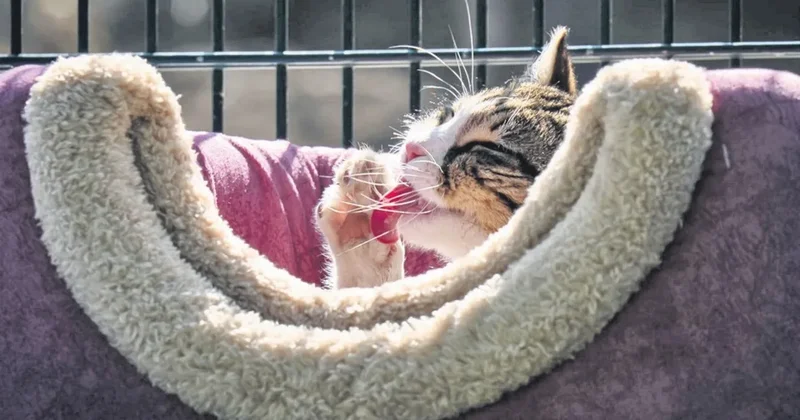 Meclis’in kedilerinin keyfi yerinde