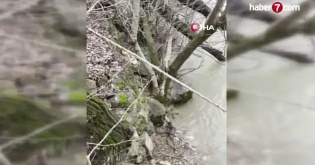 Tunceli de kedi ile su samurunun neşeli saklambaç oyunu kameraya yansıdı