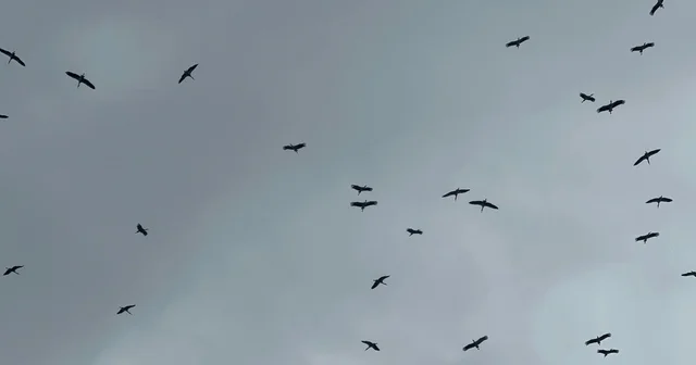 Bolluk müjdecisi leylek sürüsü Bursa semalarında görüldü Avrupa da kurtarıcı olarak biliniyor Mekke den geçtiği için Hacı olarak biliniyor Sürü halinde gelirse bolluk anlamına geliyor Bursa Haberleri