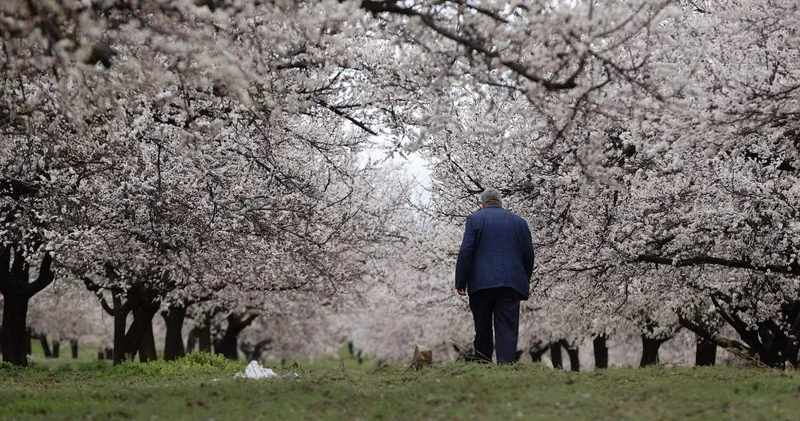 9 milyon ağaç bembeyaz oldu: Orman adeta gelinlik giydi