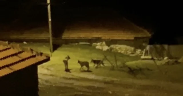 Köye inen kurt sürüsü kamerada Çorum Haberleri