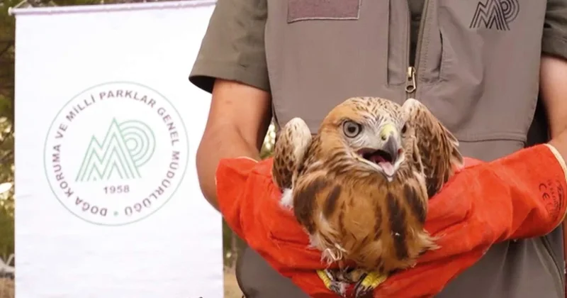 58 bin ‘yaban’ tedavi edildi