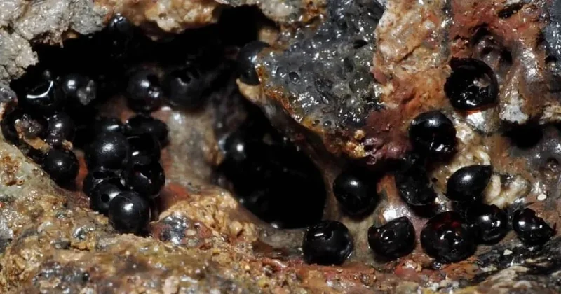 Denizin 6200 metre derinliklerinde kapılar açıldı: Siyah küreler sonunda bulundu Sözcü Gazetesi