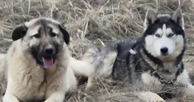 Yavru kangal gönlünü Sibirya kurduna kaptırdı Yavru kangalın Sibirya kurduyla yakınlığı, Rusya dan Sivas a gelin geldi şeklinde yorumlandı Sivas Haberleri