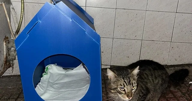 El emeğiyle yaptı, sokak kedilerine yuva oldu Sinop Haberleri