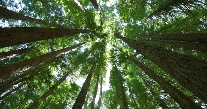 Yangın ve kuraklık yetmedi: Ormanlar için yeni tehdit kapıda