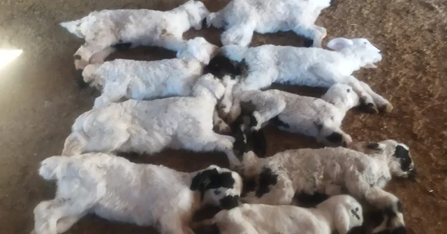 Erzincan da kuzu telefleriyle ilgili numuneler laboratuvara gönderildi Erzincan Haberleri