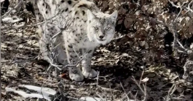 Köyün içerisine giren vaşak görüntülendi Erzincan Haberleri